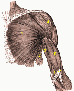 The function of each muscle is better seen with the anatomical drawing is animated.