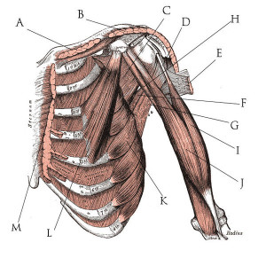 The deeper muscle functions are better understood through animation.