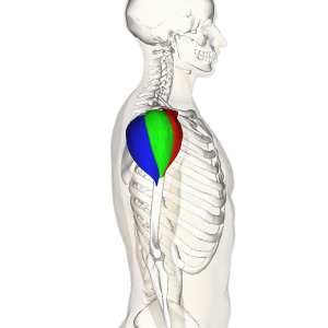 Deltoid_muscle_lateral3