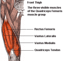 Anatomy Quiz #1 – Lower Extremities – Quadriceps - Bodybuilding Anatomy